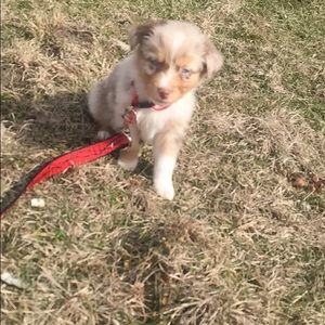 Meet your Posher, Shelby